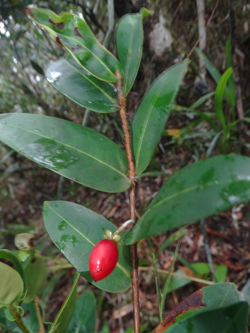 Erythroxylum choungiense photo 4