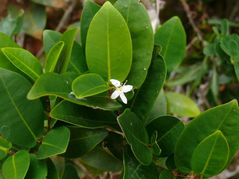 Erythroxylum choungiense photo 5