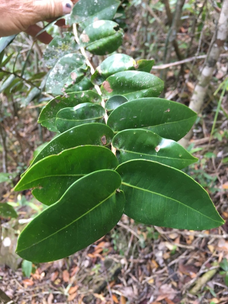 Erythroxylum choungiense photo 6