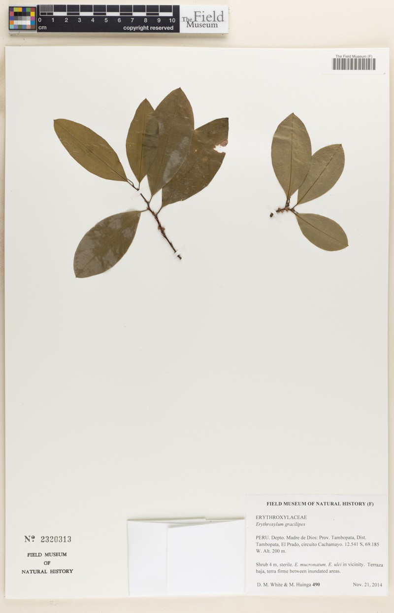 Erythroxylum coca var. coca