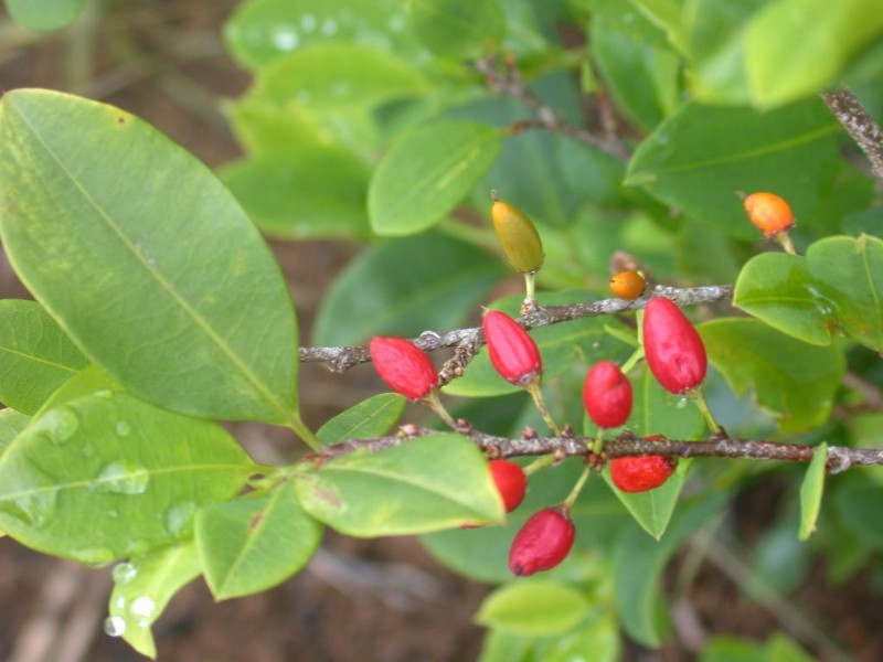 Erythroxylum coca var. coca photo 2