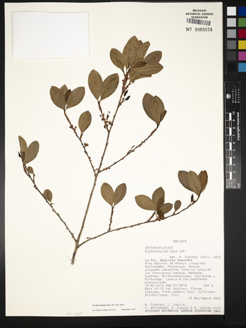 Erythroxylum coca var. coca photo 3