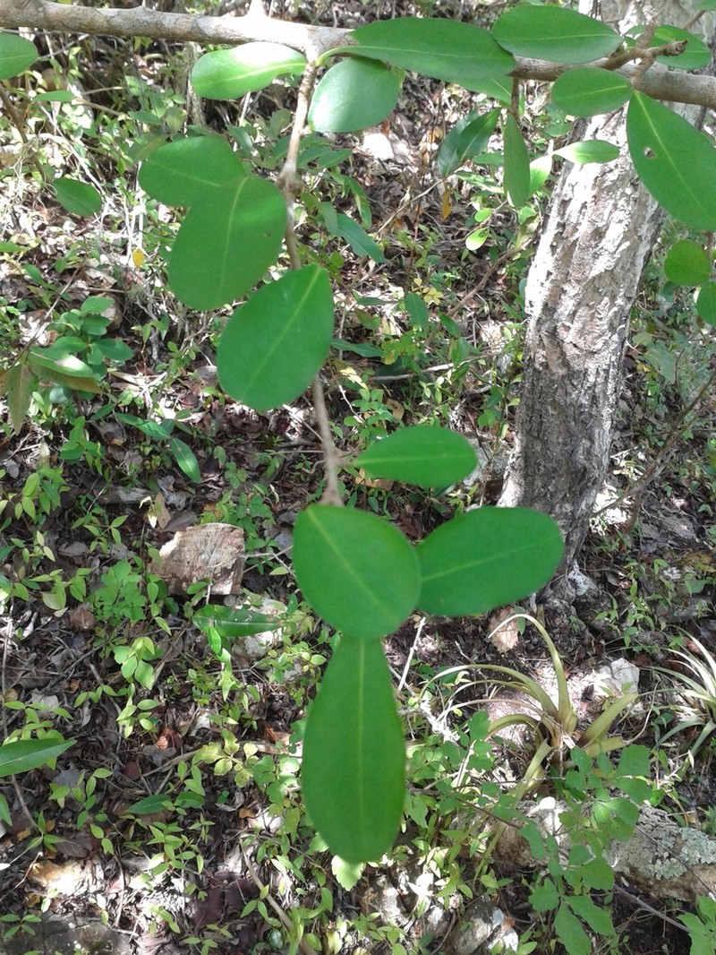 Erythroxylum havanense