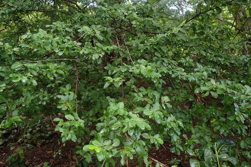 Erythroxylum havanense photo 2