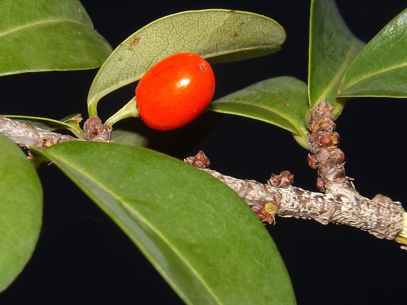 Erythroxylum havanense photo 3