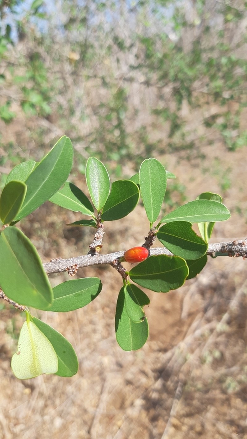 Erythroxylum havanense photo 4