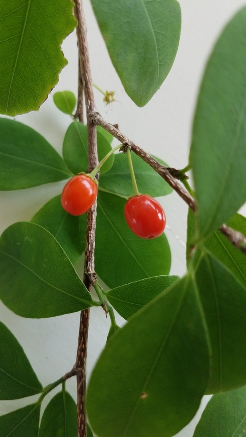 Erythroxylum havanense photo 5