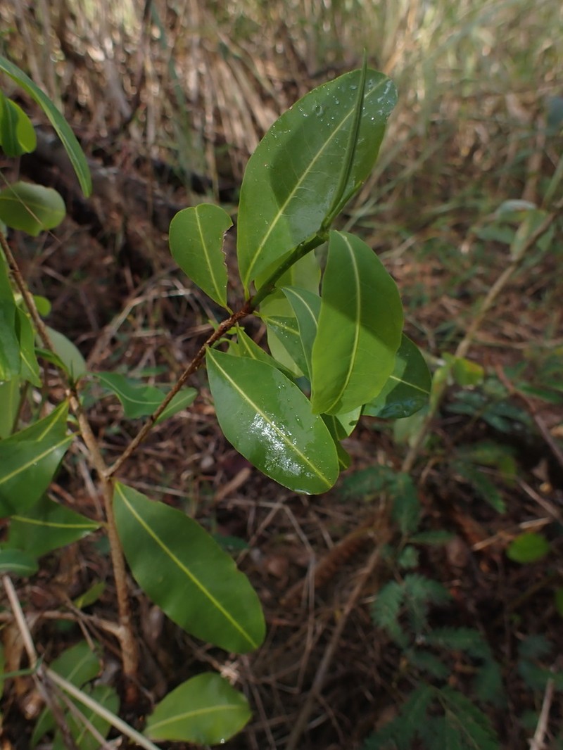 Erythroxylum havanense photo 6