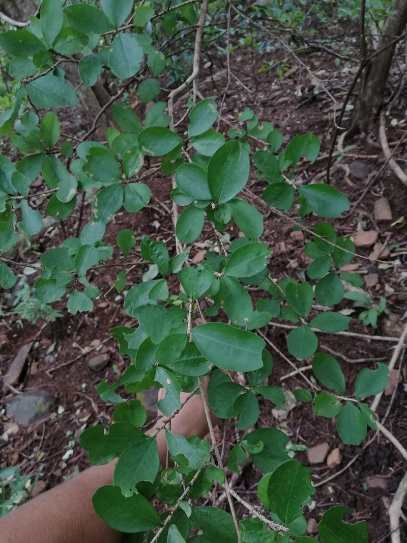 Erythroxylum havanense photo 7