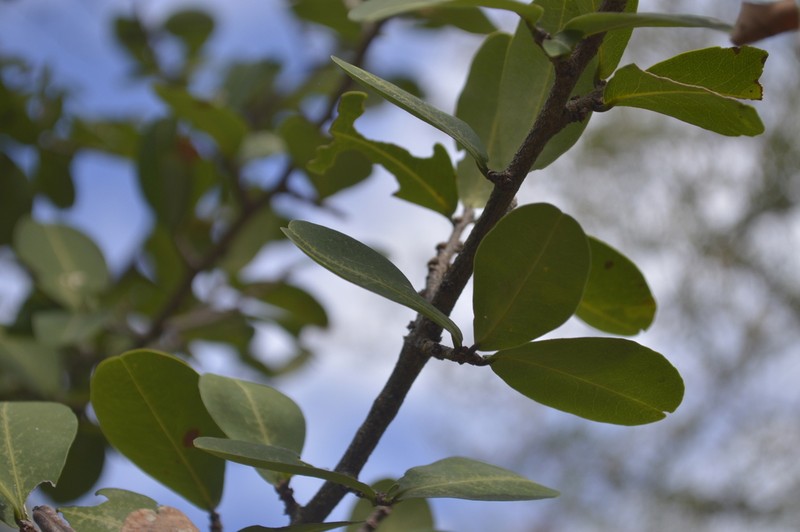 Erythroxylum havanense photo 8
