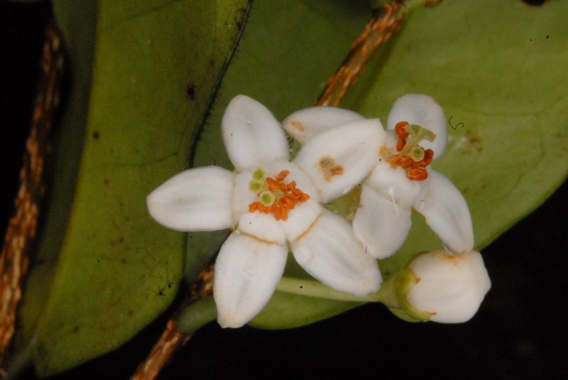 Erythroxylum labatii
