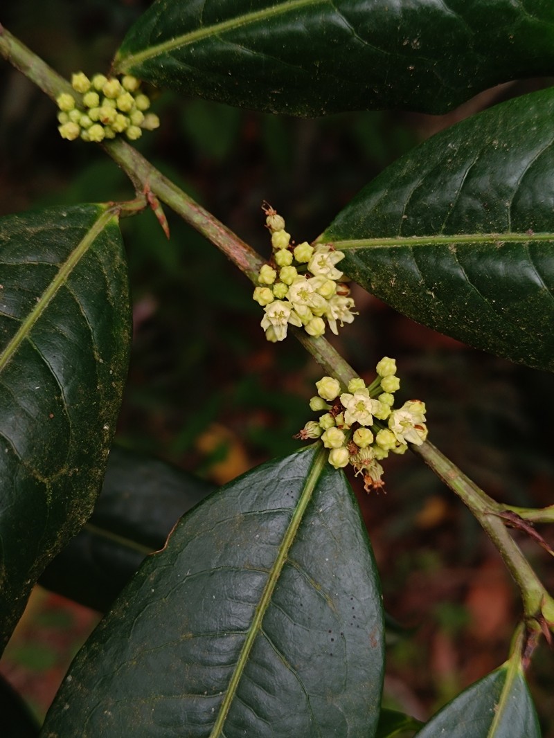 Erythroxylum macrophyllum var. macrophyllum