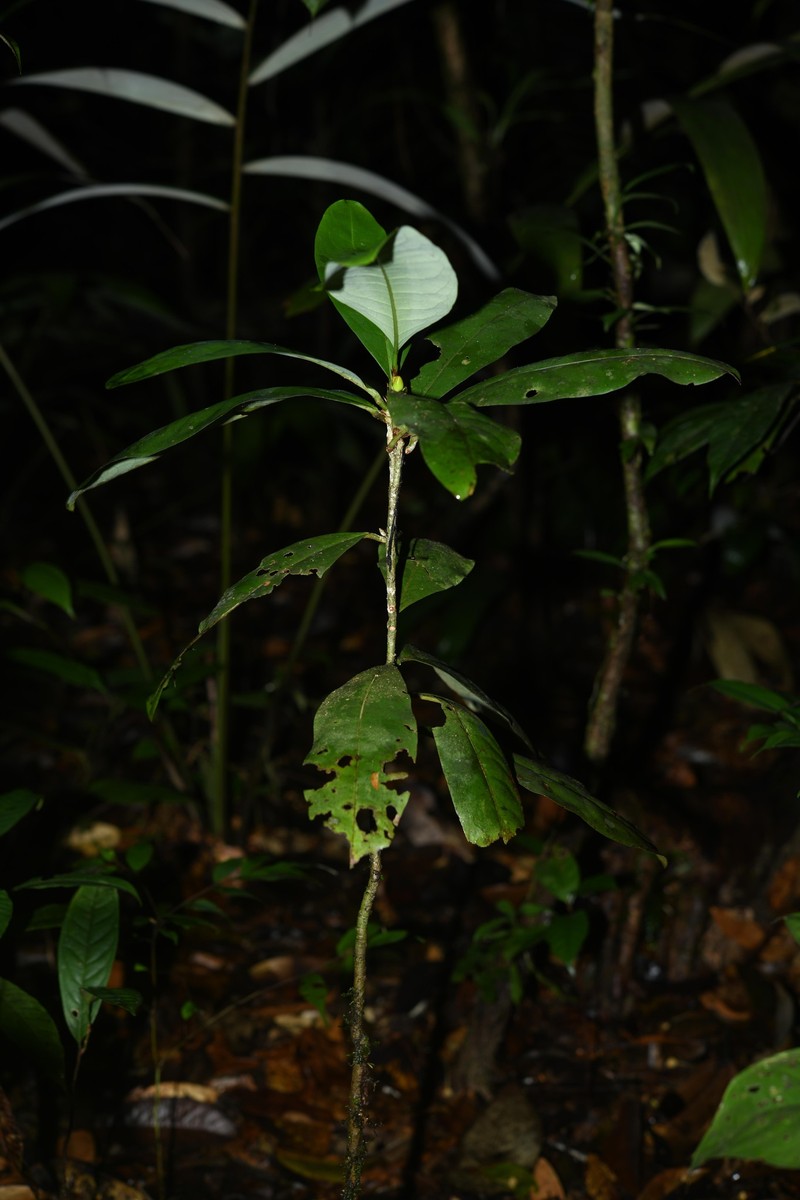 Erythroxylum macrophyllum var. macrophyllum photo 2
