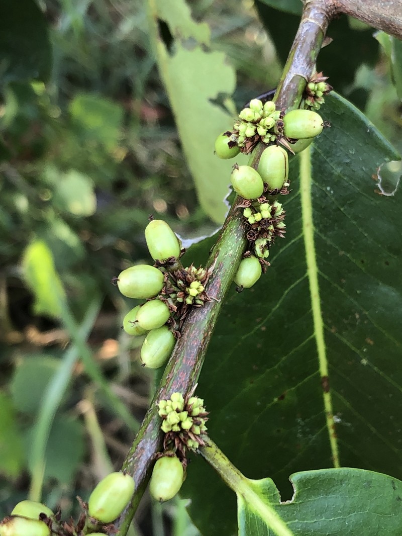 Erythroxylum macrophyllum var. macrophyllum photo 3