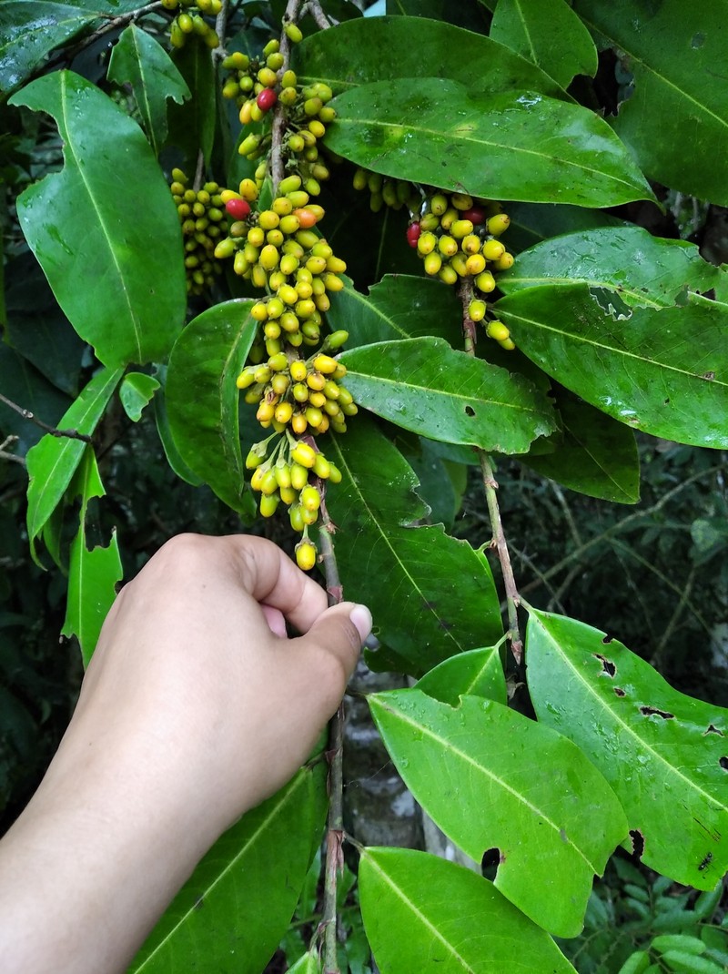 Erythroxylum macrophyllum var. macrophyllum photo 4