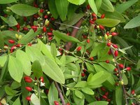 Colombian Coca