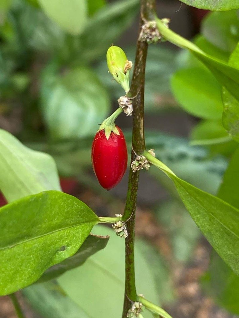 Erythroxylum novogranatense var. novogranatense