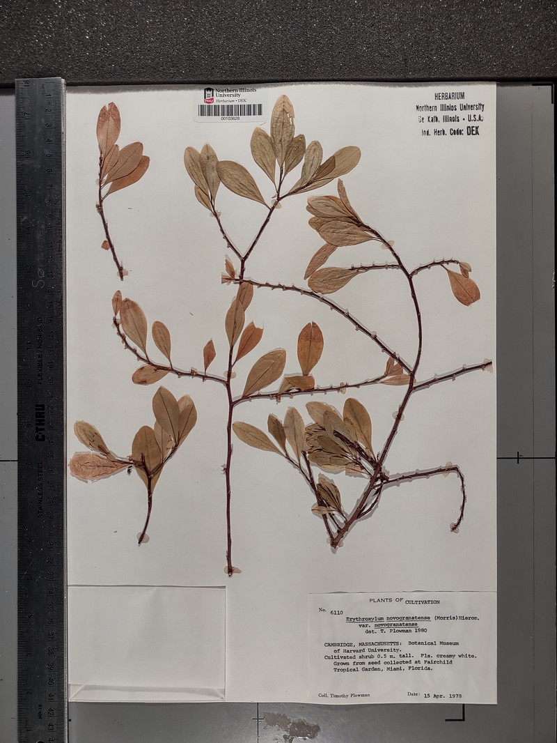 Erythroxylum novogranatense var. novogranatense photo 2