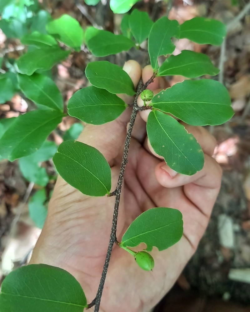 Erythroxylum pyan photo 2