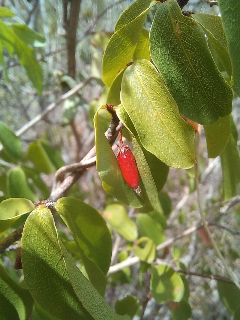 Erythroxylum pyan photo 3