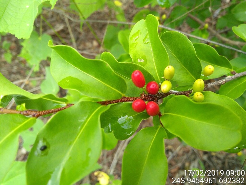 Erythroxylum pyan photo 4