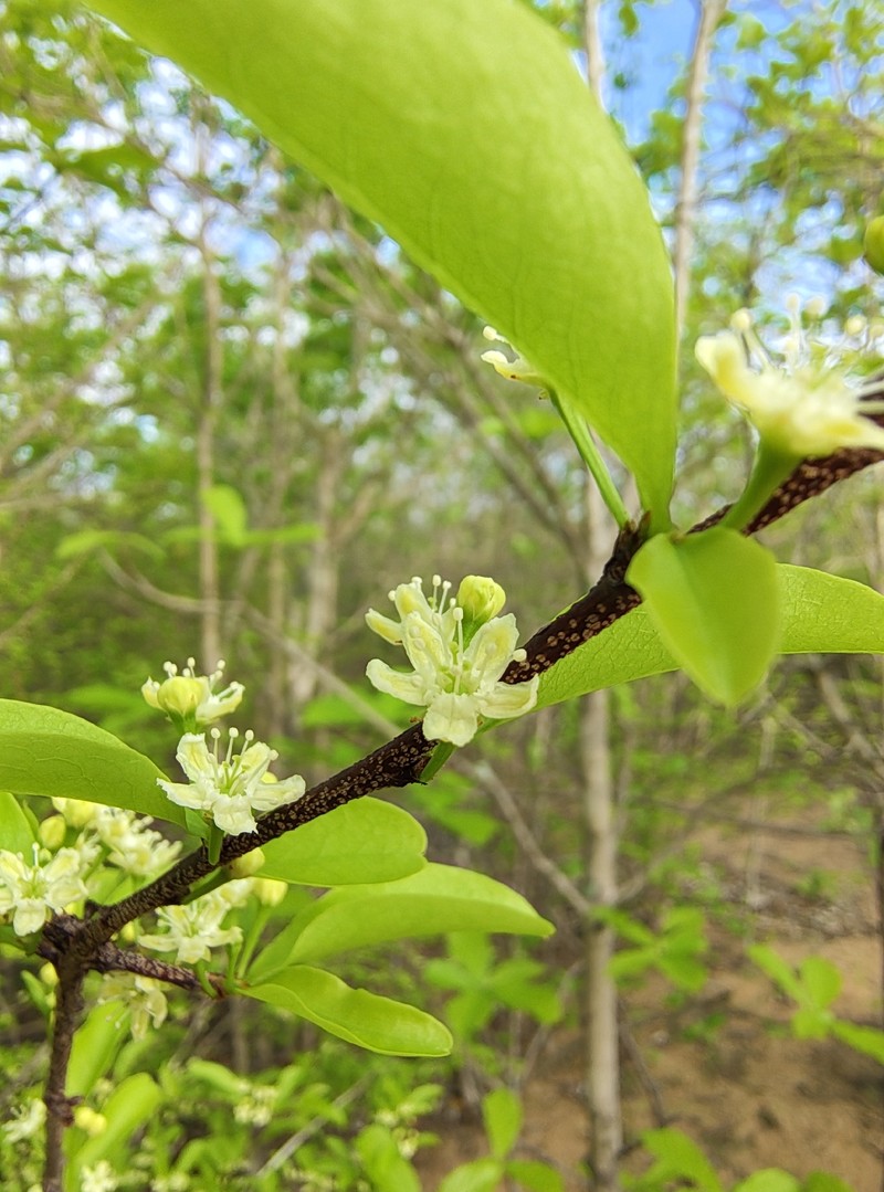 Erythroxylum pyan photo 5