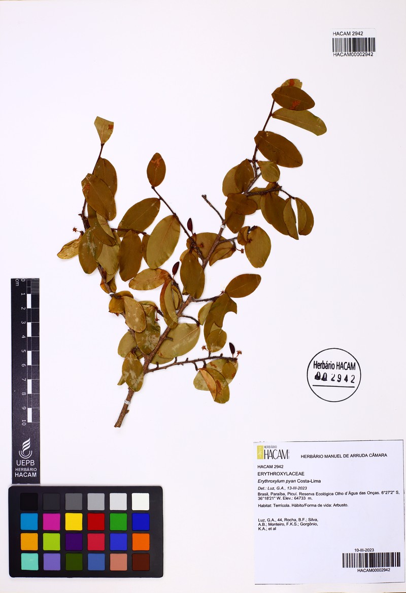 Erythroxylum pyan photo 7