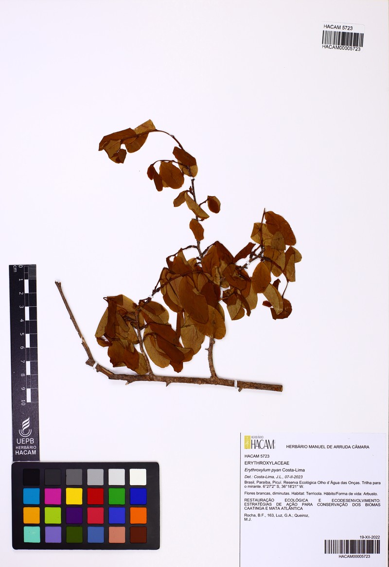 Erythroxylum pyan photo 8