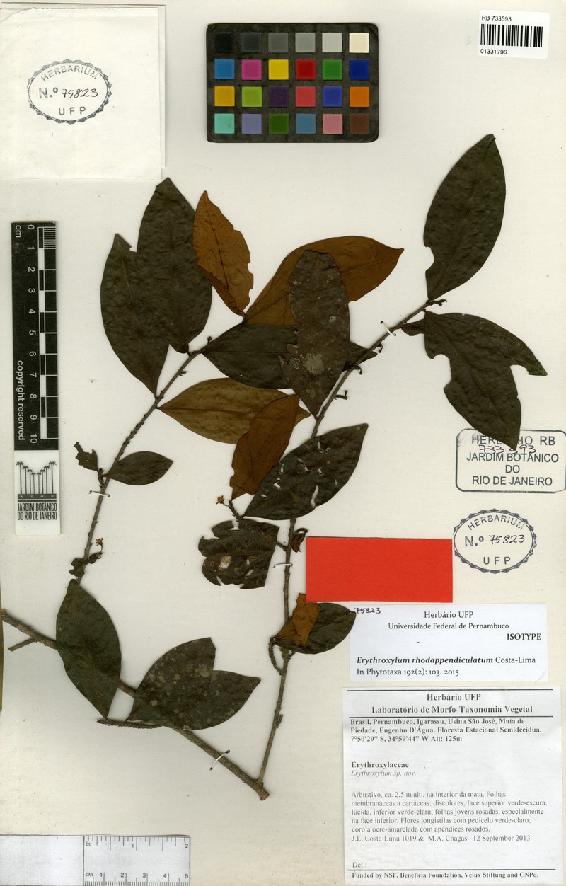 Erythroxylum rhodappendiculatum