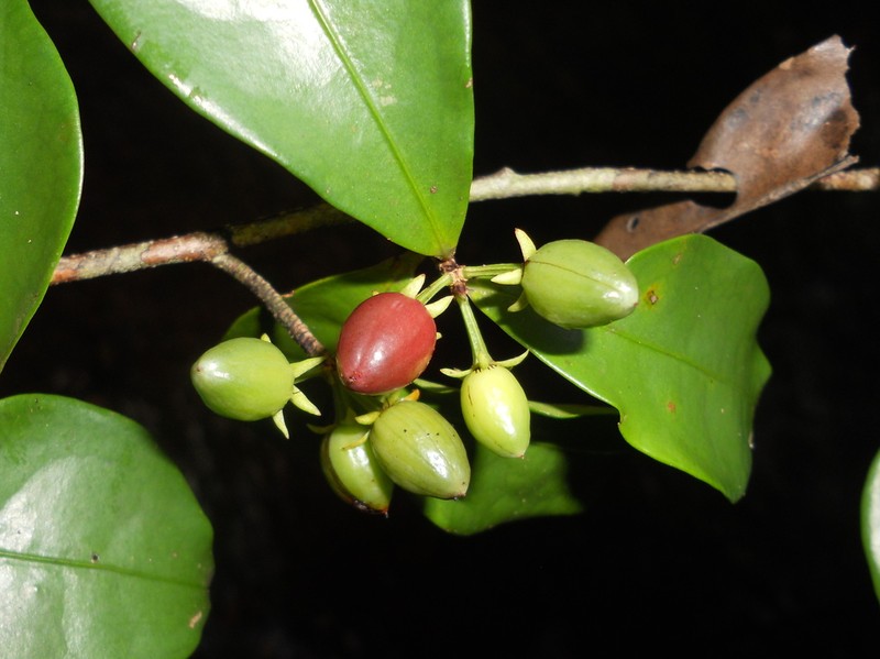 Erythroxylum riparium