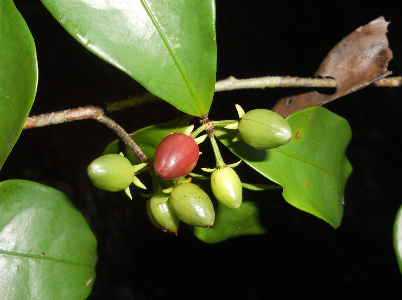 Erythroxylum riparium photo 2