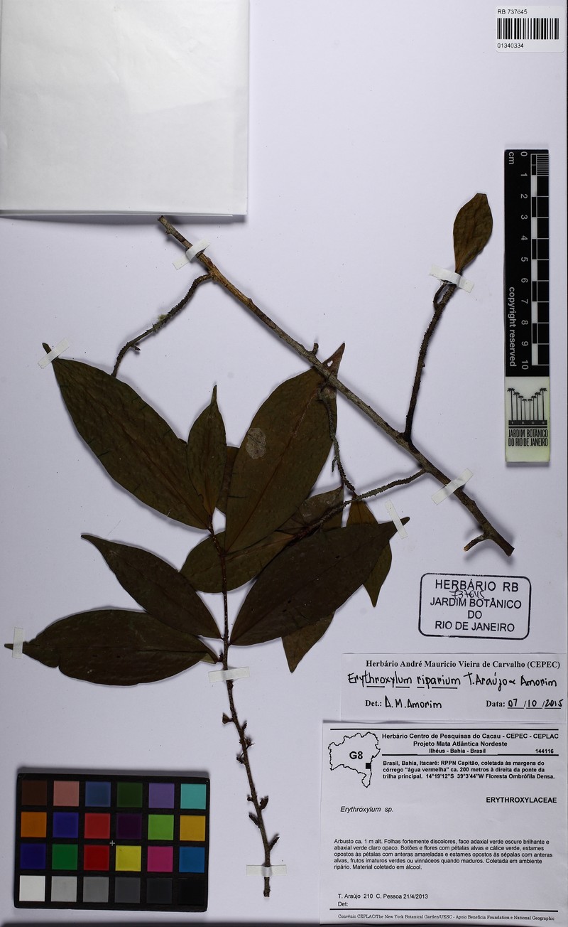 Erythroxylum riparium photo 3