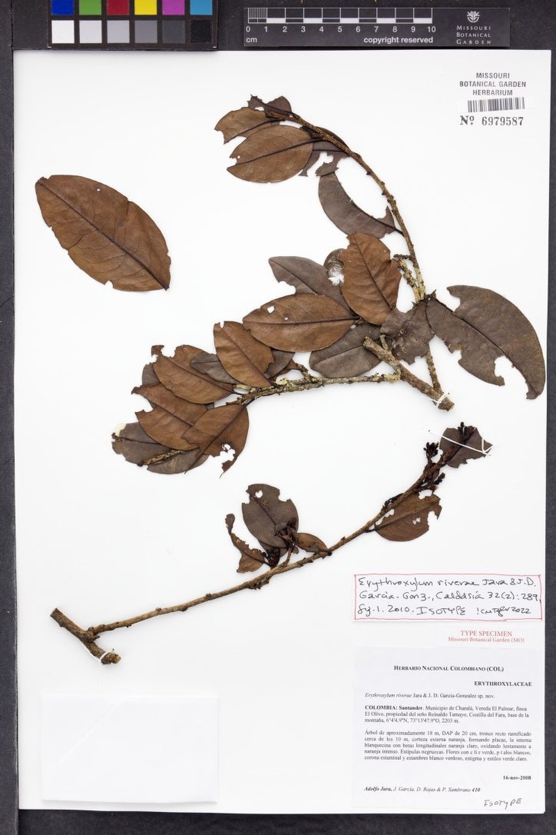 Erythroxylum riverae