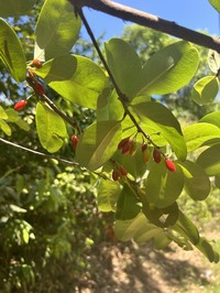 Rufous False Cocaine