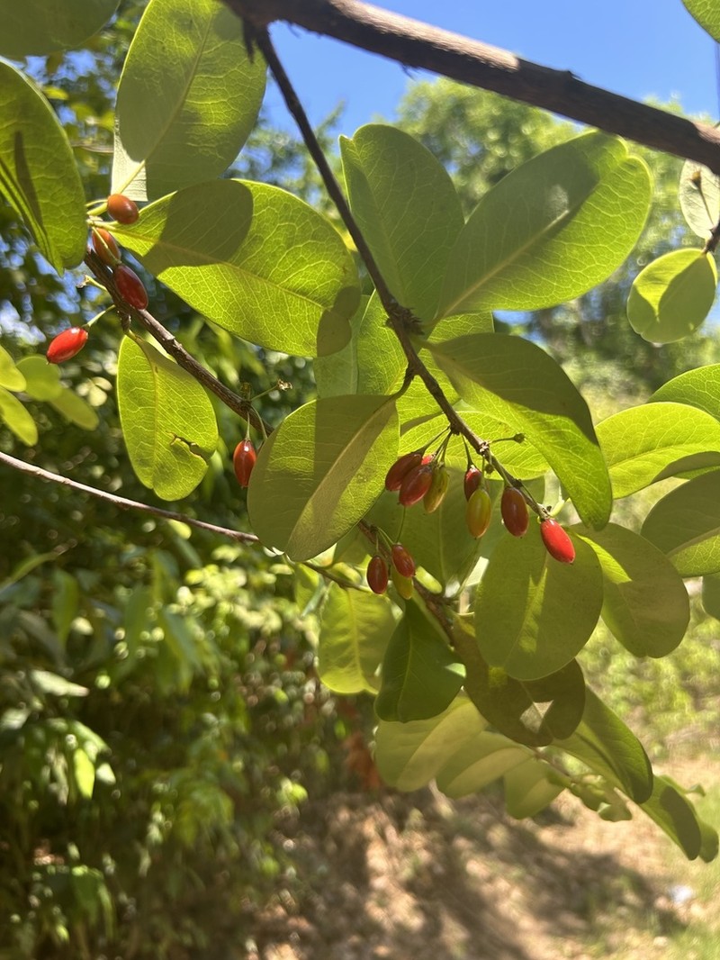 Rufous False Cocaine