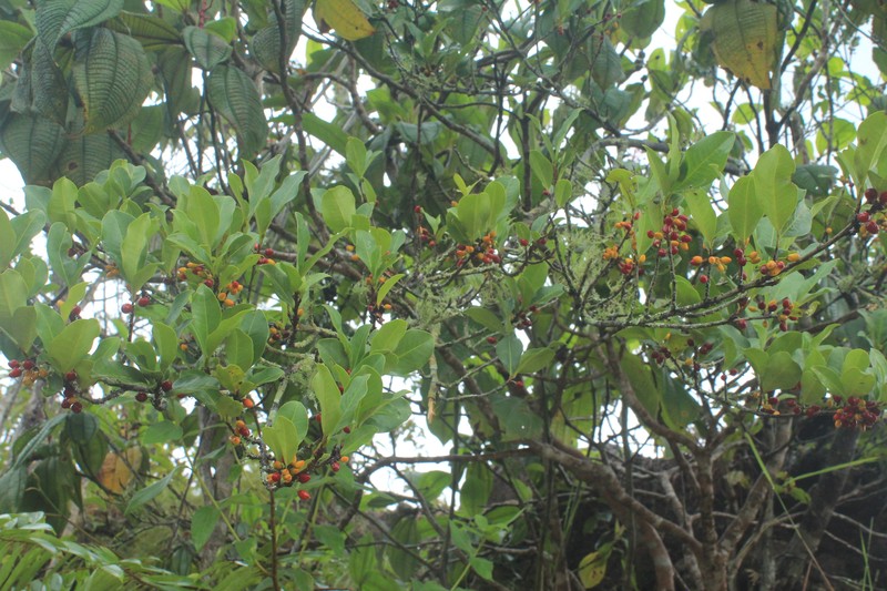 Erythroxylum savannarum photo 2