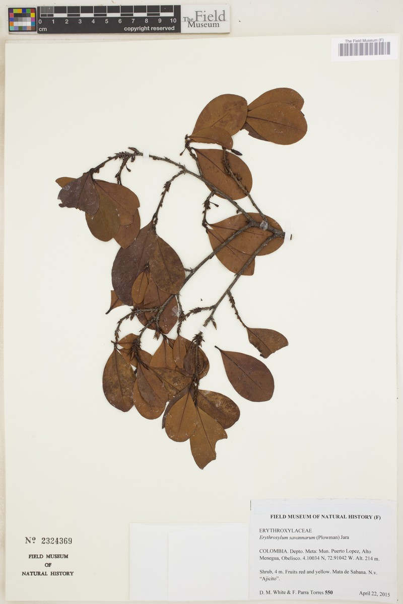 Erythroxylum savannarum photo 3