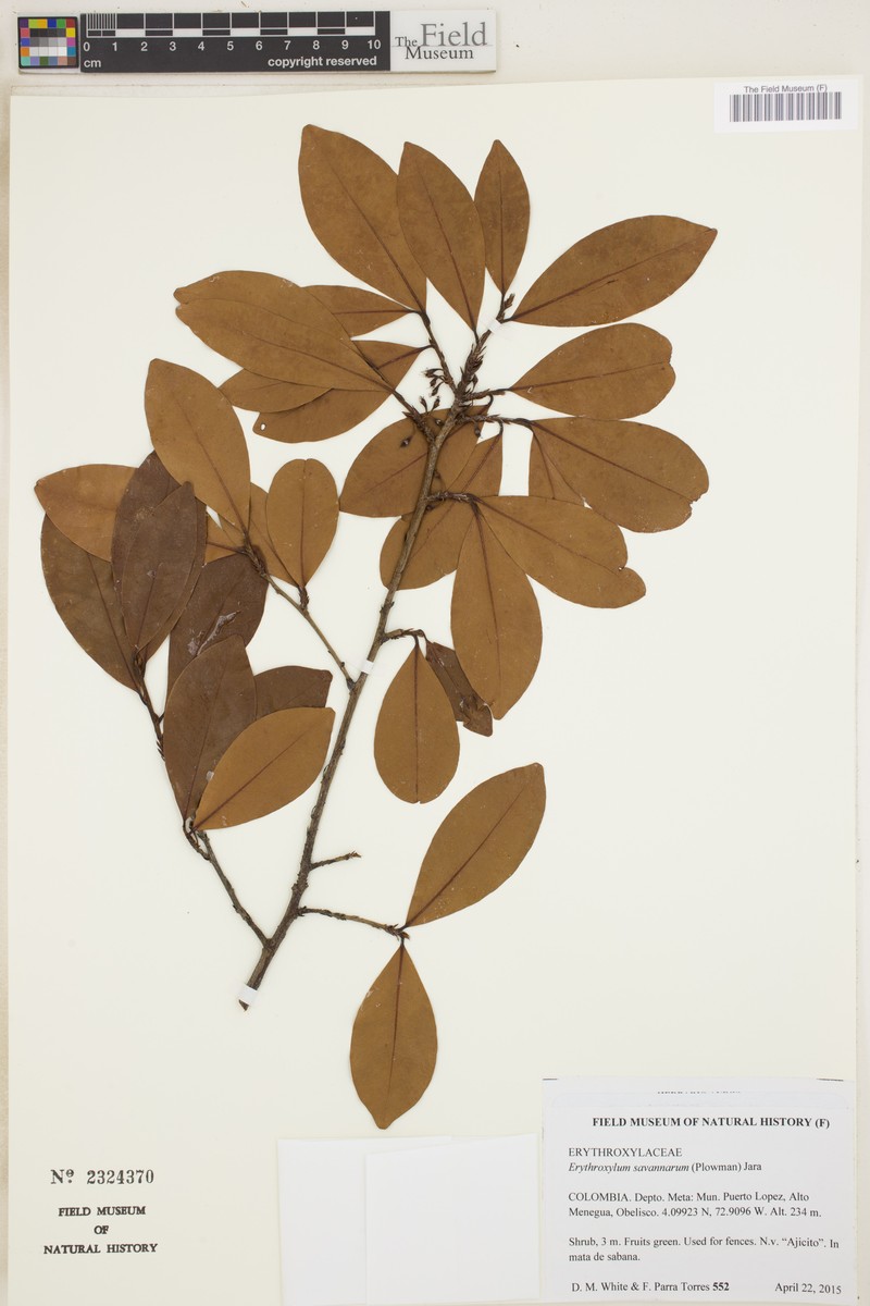 Erythroxylum savannarum photo 4