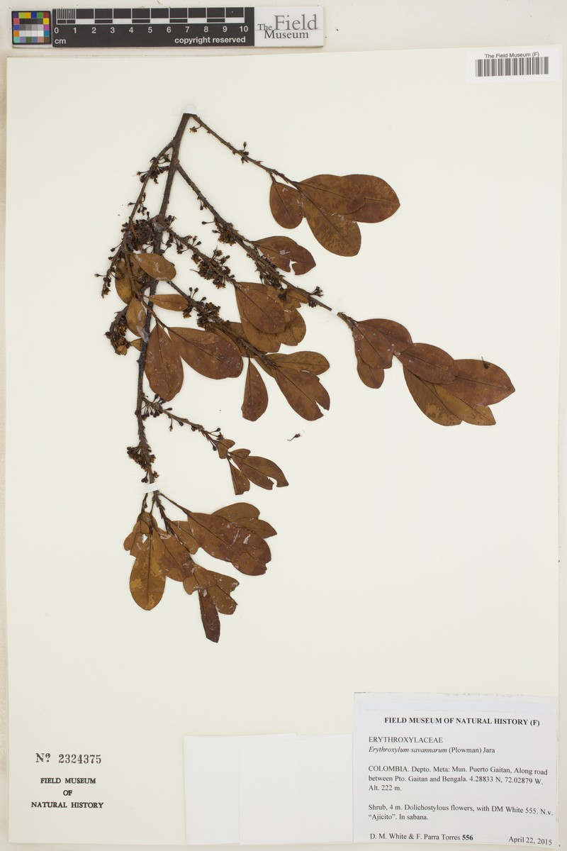 Erythroxylum savannarum photo 5