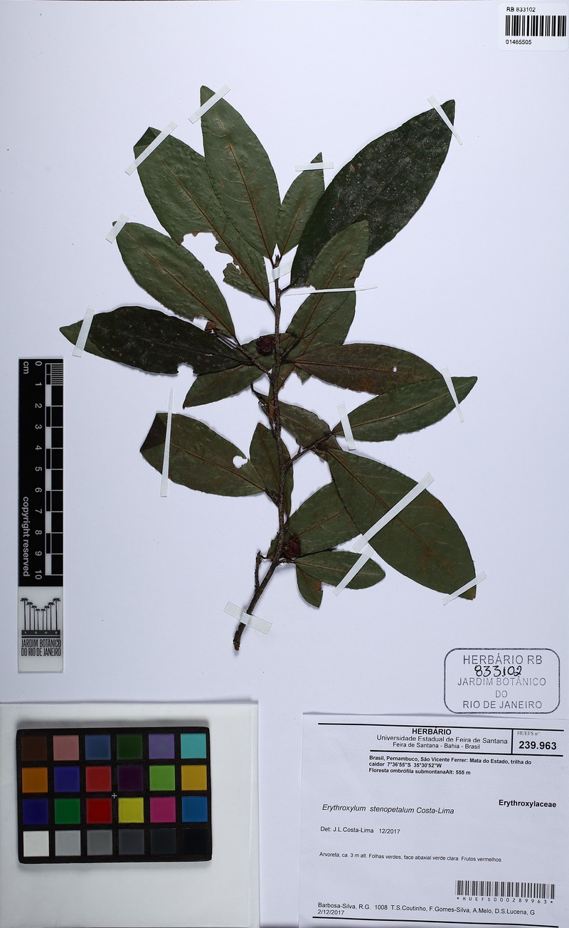 Erythroxylum stenopetalum