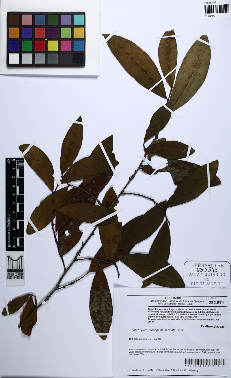 Erythroxylum stenopetalum photo 2