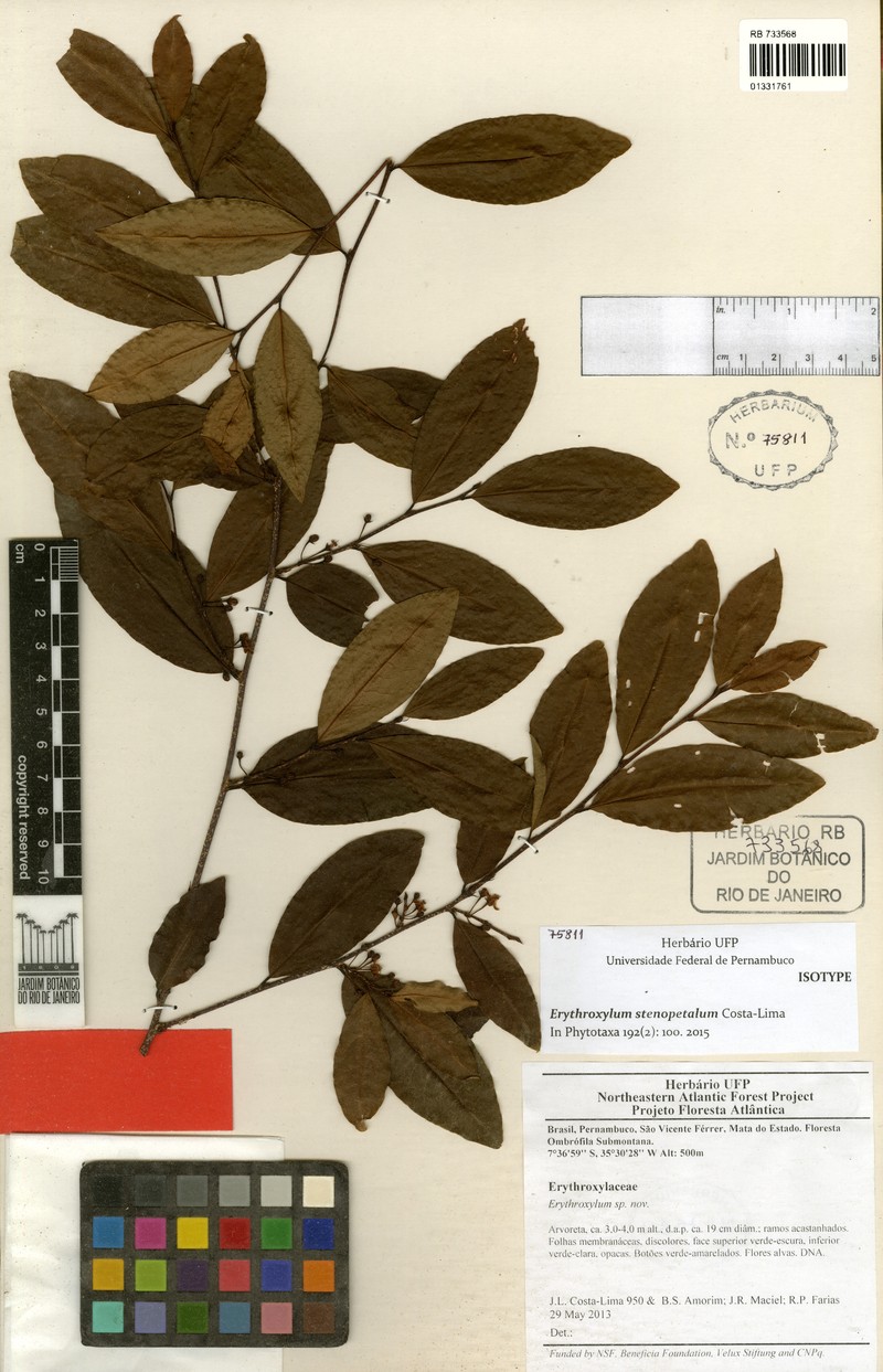 Erythroxylum stenopetalum photo 3