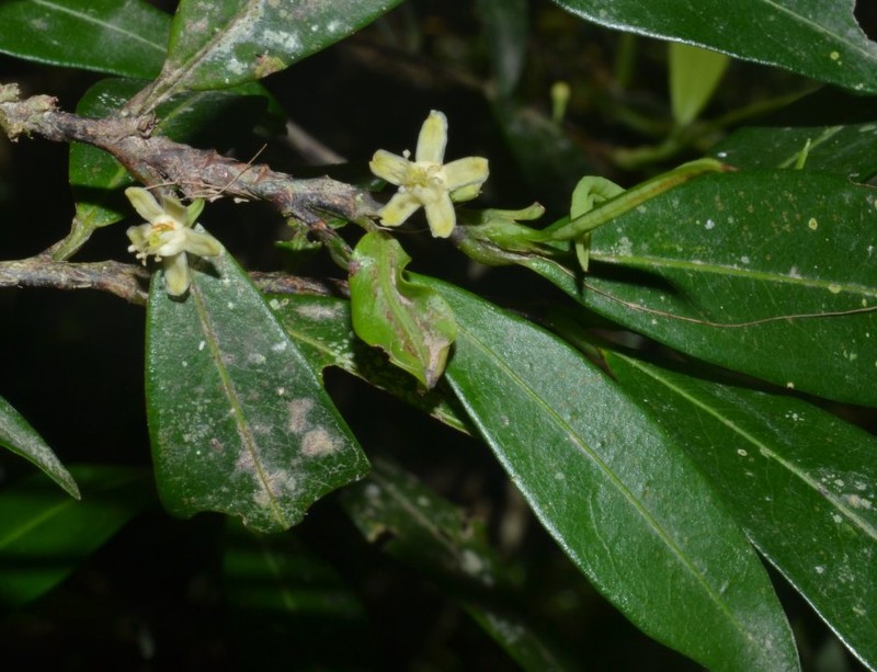 Erythroxylum ulei var. escalerense