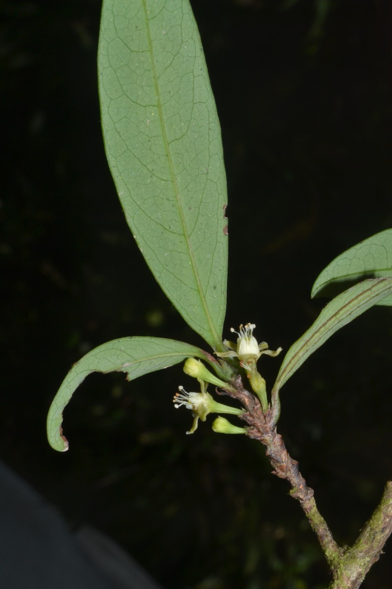Erythroxylum ulei var. escalerense photo 2
