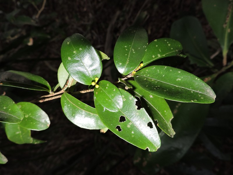 Erythroxylum umbu