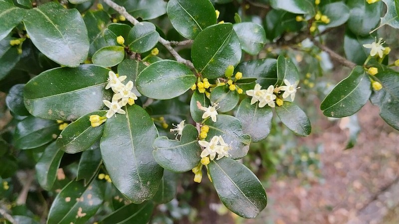 Erythroxylum umbu photo 2