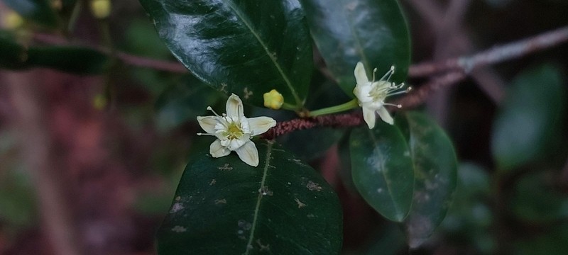 Erythroxylum umbu photo 3