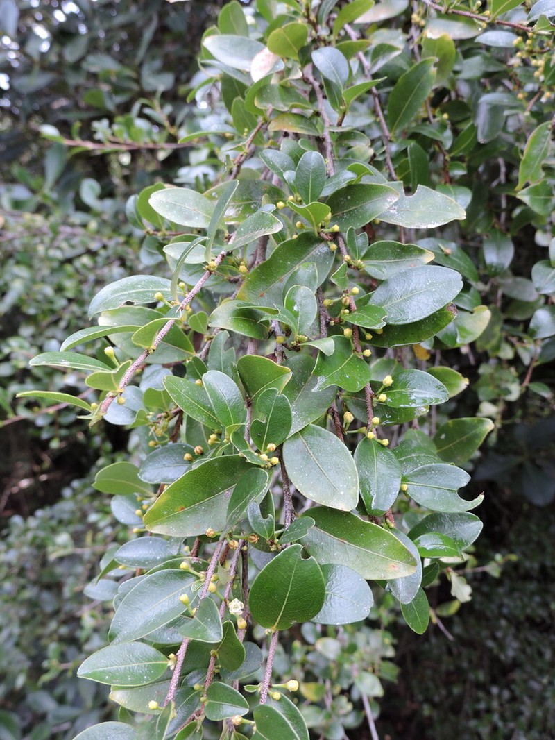 Erythroxylum umbu photo 4