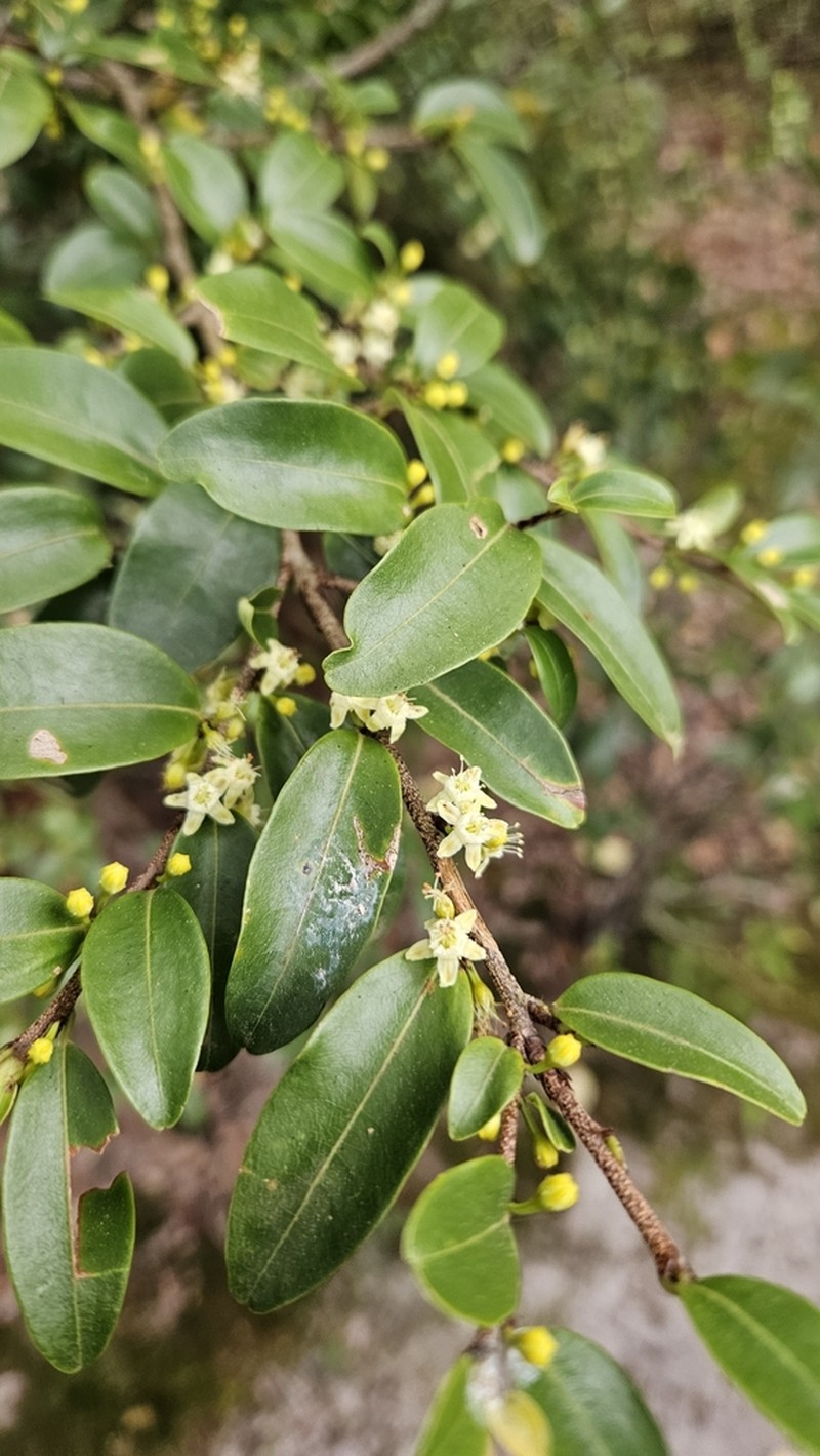 Erythroxylum umbu photo 5