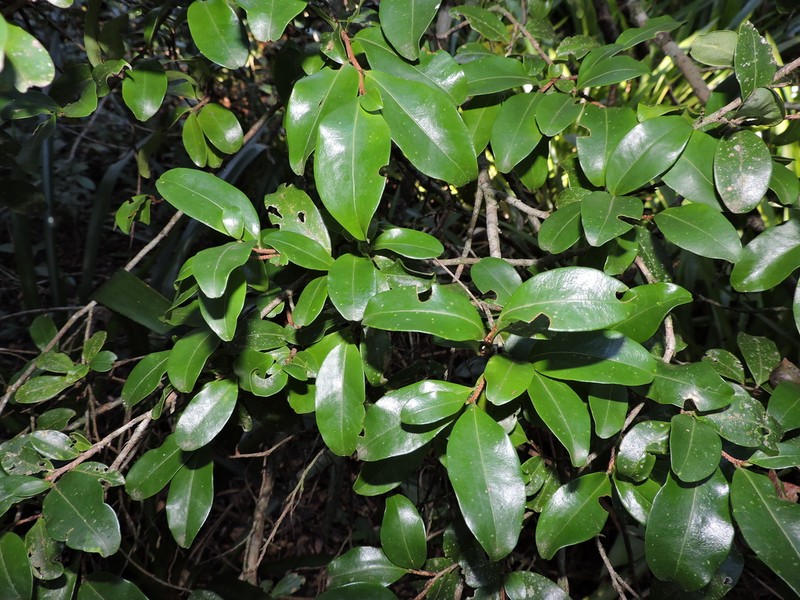 Erythroxylum umbu photo 6